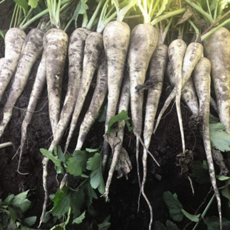 Image of Thompson & Morgan Parsnip Warrior F1 1 Seed Packet